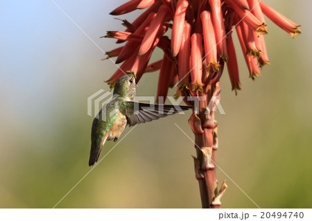 Hummingbird 20494740