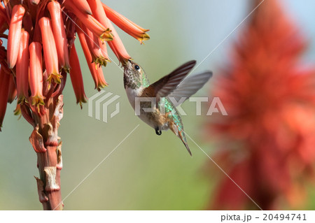 Hummingbird 20494741