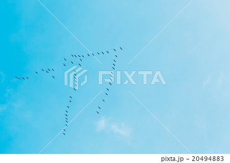 Flock Of Geese Flies In V-formation Flying In Blue 20494883