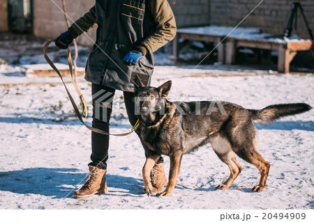 German Shepherd Dog stands near owner during 20494909