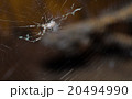 Spider on the cobweb. 20494990