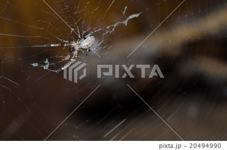 Spider on the cobweb. 20494990