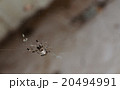 Spider on the cobweb. 20494991