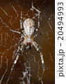 Spider on the cobweb. 20494993