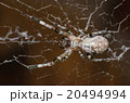 Spider on the cobweb. 20494994