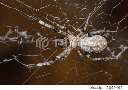 Spider on the cobweb. 20494994