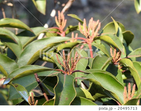 カルミアの新芽/向島百花園 カルミアの新芽/向島百花園 20495713