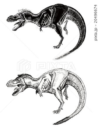 ティラノサウルス白黒のイラスト素材