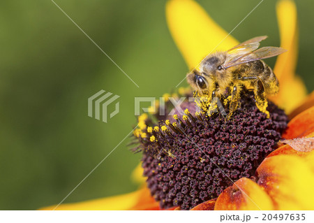 Close-up photo of a Western Honey Bee Close-up photo of a Western Honey Bee 20497635