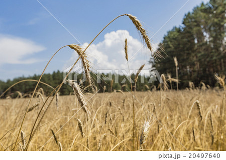 Gold wheat field Gold wheat field 20497640