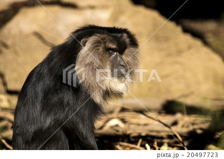 シシオザル 20497723