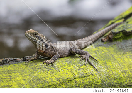 Close up of Eastern water dragon lizard, Australia 20497847
