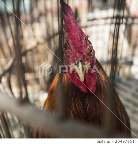 Caged rooster at street market in Yogjakarta Caged rooster at street market in Yogjakarta 20497951