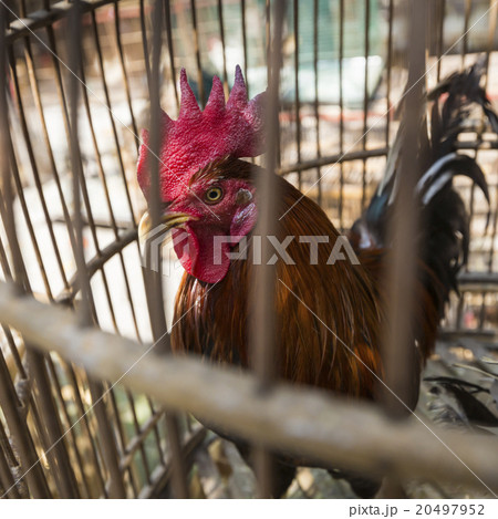 Caged rooster at street market in Yogjakarta Caged rooster at street market in Yogjakarta 20497952