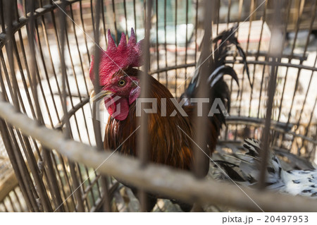 Caged rooster at street market in Yogjakarta 20497953