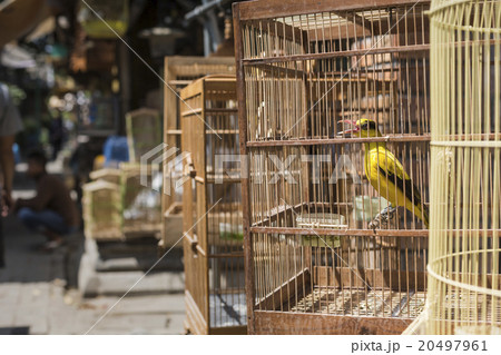 Birds and parrots, Pasar Ngasem Market Yogyakarta 20497961