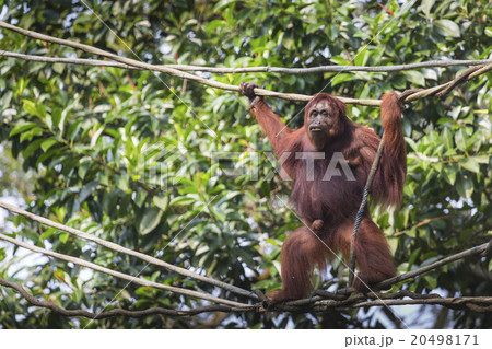 Orangutan in the jungle of Borneo Indonesia. Orangutan in the jungle of Borneo Indonesia. 20498171