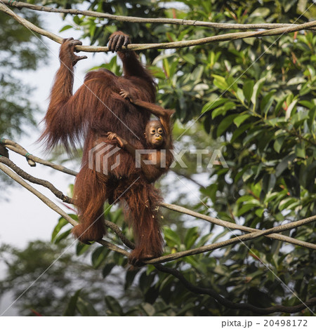 Orangutan in the jungle of Borneo Indonesia. Orangutan in the jungle of Borneo Indonesia. 20498172
