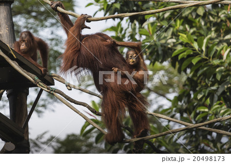 Orangutan in the jungle of Borneo Indonesia. Orangutan in the jungle of Borneo Indonesia. 20498173