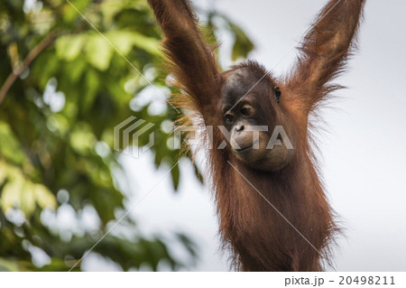 Orangutan in the jungle of Borneo Indonesia. 20498211