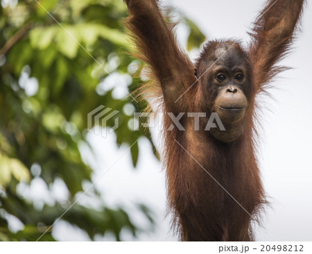 Orangutan In The Jungle Of Borneo Indonesia の写真素材 4912