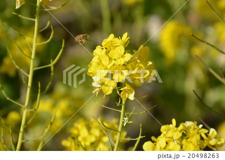 菜の花とミツバチ 20498263