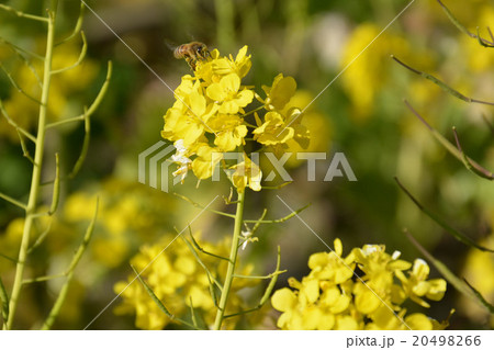 菜の花とミツバチ 20498266