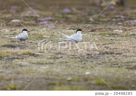 Arctic Tern standing near her nest protecting egg Arctic Tern standing near her nest protecting egg 20498285
