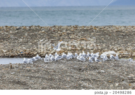 Kittwake birds diving in Svalbard Kittwake birds diving in Svalbard 20498286