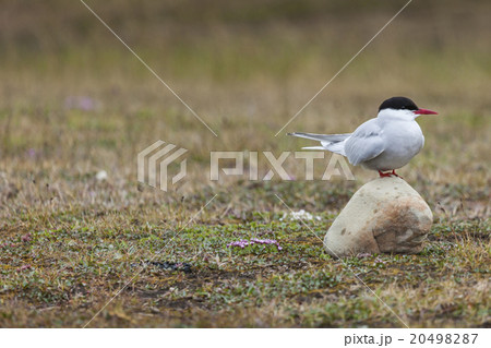 Arctic Tern standing near her nest protecting egg Arctic Tern standing near her nest protecting egg 20498287