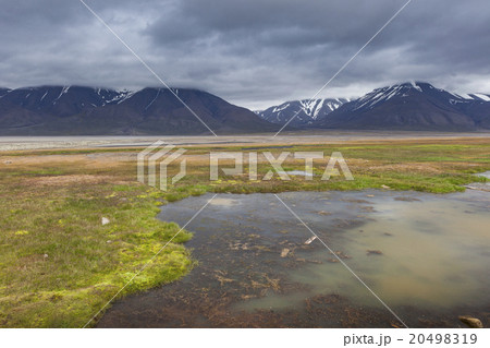 Arctic tundra in summer, Svalbard, Norway 20498319