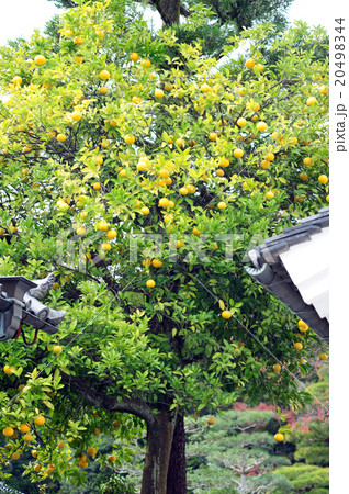 ハッサク-1 20498344