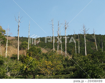 湯河原みかん 湯河原みかん 20498499