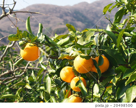 湯河原みかん 湯河原みかん 20498500