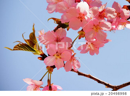 茨城県立フラワ－パ－ク見学行 20498998