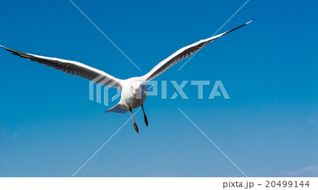 Seagull Seagull 20499144