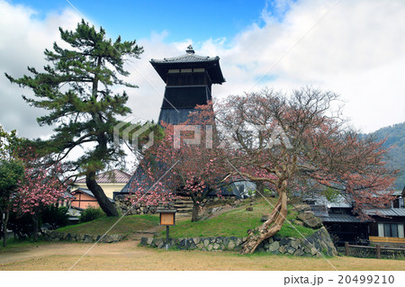 出石 桜 兵庫県 豊岡市の写真素材