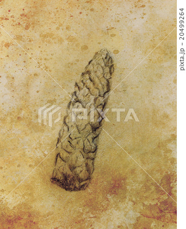 pencil drawing on old paper, Pine cone sketch 20499264