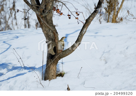 トラツグミ1 20499320