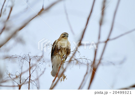 ノスリ1 ノスリ1 20499321