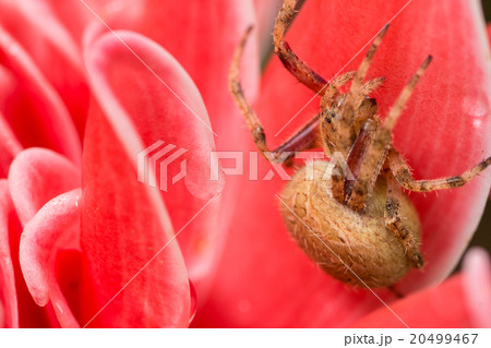Brown spider in pink background 20499467