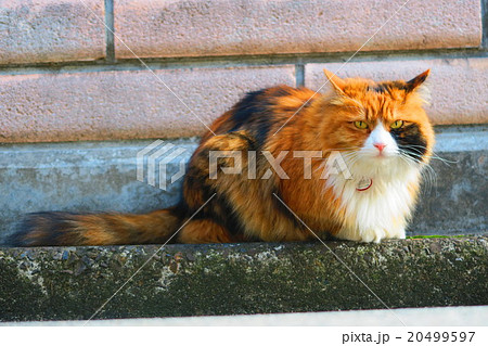 ヒマラヤンに似た長毛種の雑種の三毛猫の写真素材