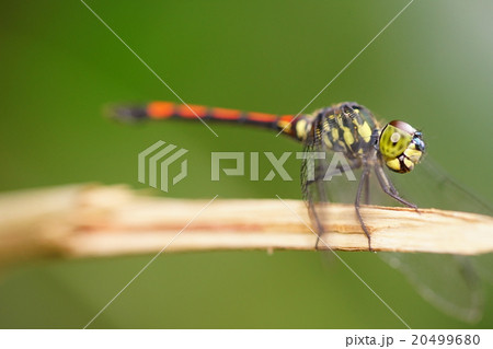 Sungei Buloh Wildlife Reserve, Singapore 20499680