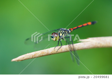 Sungei Buloh Wildlife Reserve, Singapore Sungei Buloh Wildlife Reserve, Singapore 20499681