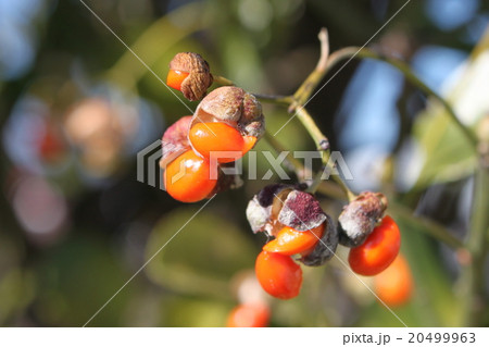 マサキの種子 20499963