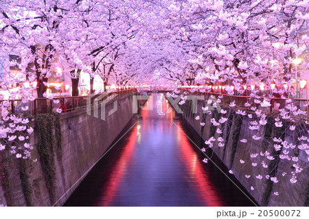 目黒川 桜 ライトアップの写真素材