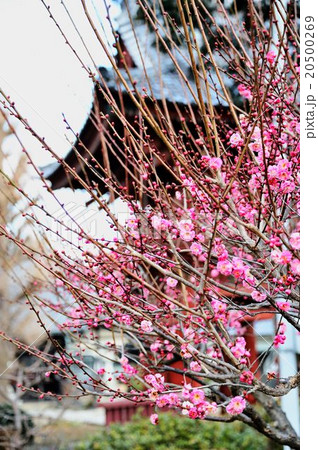 結城市内散策行 20500269