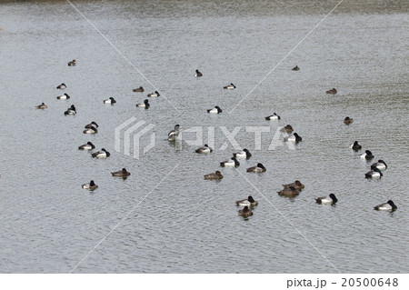 スズガモ スズガモ 20500648