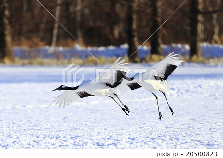 タンチョウ タンチョウ 20500823