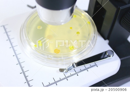 実際の培養 実際の培養 20500906